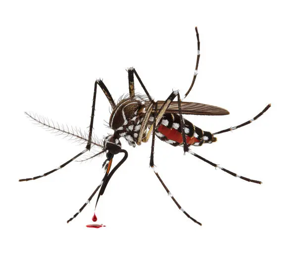 Professional mosquito Control services in Kenya by Staha Property Care